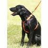 Safety Orange Collars & Leads By Remington