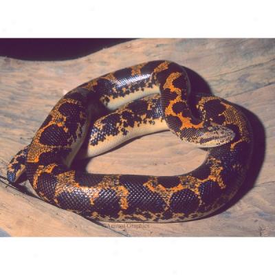 Gravel Boa