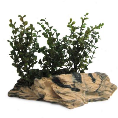 Seaclear Horizontal Petrified Wood With Plant