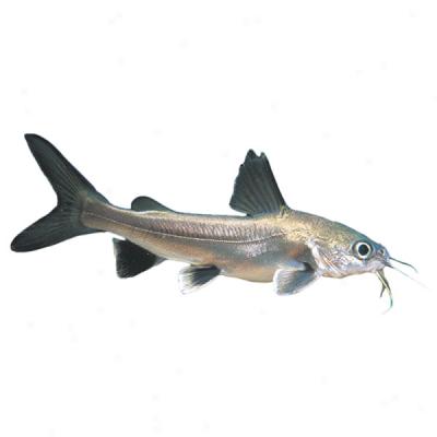 Silver-tipped Shark