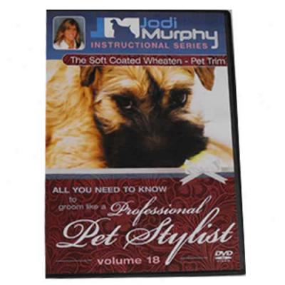 Soft Coated Whraten Terrier Pet Trimgrooming Dvd By Jodi Murpyh