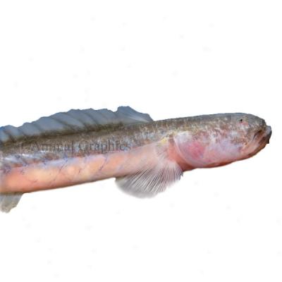 South American Dragon Goby