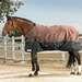 State Line Tack Two-tone Medium Weight Turnout Blanket