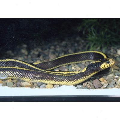 California King Snake. Striped California King Snake