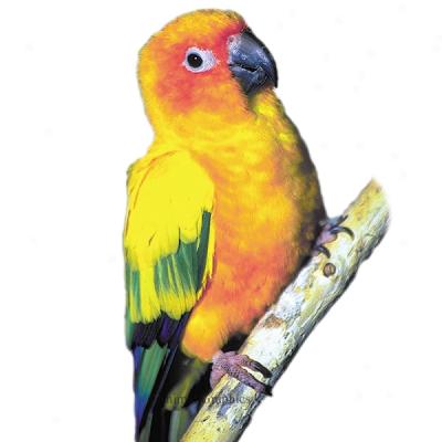 Sun Conure