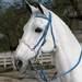 Supreme Tack - Noseband