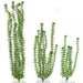 Tetra® Supply with ~  Wonders Ambulia Plants