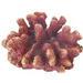Outgo Fin Staghorn Coral By the side of Airstone