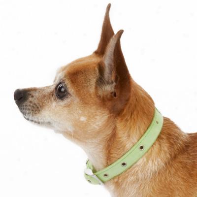 Top Paw? Green Suede Frog Collar