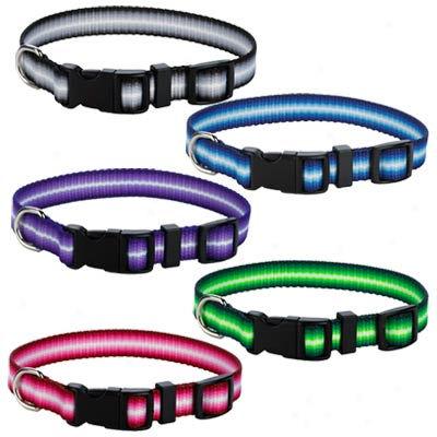 Top Paw? Nylon Dog Collar In Graduated Colors