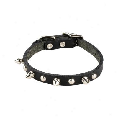 Top Paw? Studded Lether Dog Collar