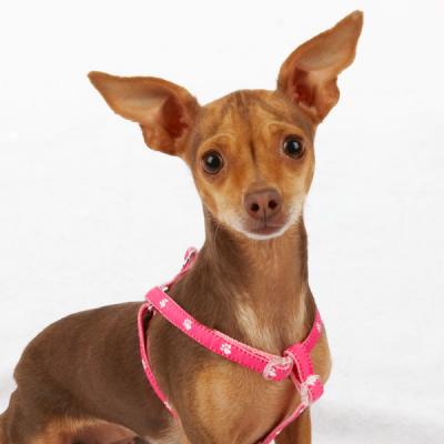 Rise aloft Paw? X-small Nylon Pink Paws Harness