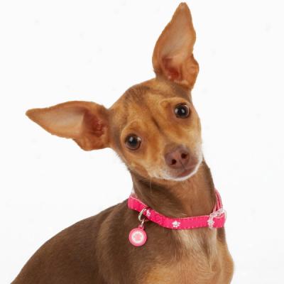 Top Paw? X-small Pink Paws Dog Collar