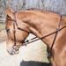 Tory Training Martingale