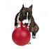 Tug 'n Toss Jolly Ball With Handle Dog Toys