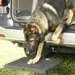 Twistep® Pet Ramp