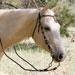 Vaquero Headstall