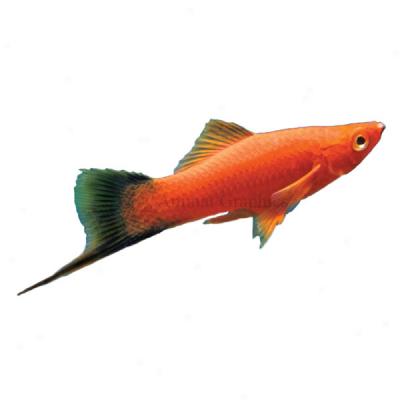 Velvet Wag Swordtail