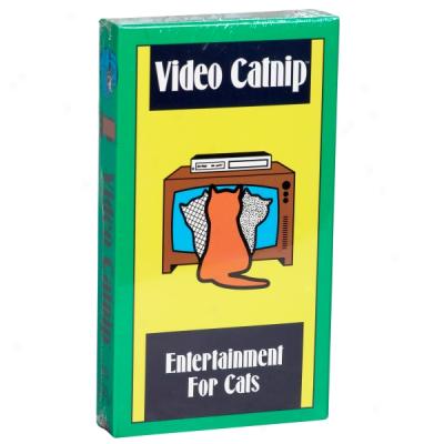 Video Catnip