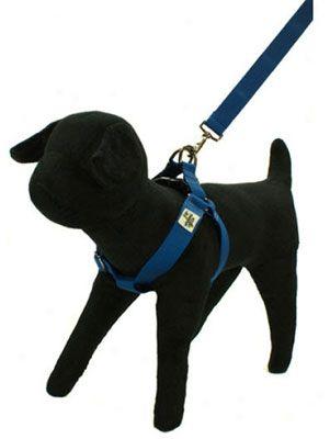 Wagging Green Harness Sea Shell L (ss)