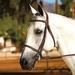 Weaver English Tack Raised Bridle