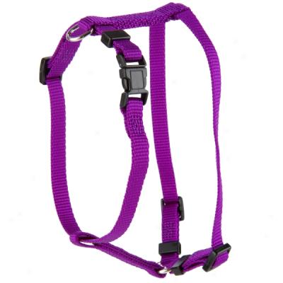 Whisker City?N ylon Adjustable Cat Harness In Assorted Colors