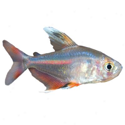 White-finned Rosy Tetra