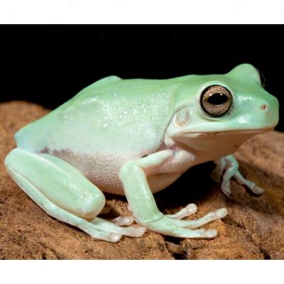 White's Dumpy Tree Frog