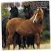 Wild Horses Wall Calendar