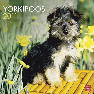 Yorkipoo 2011 Calendar