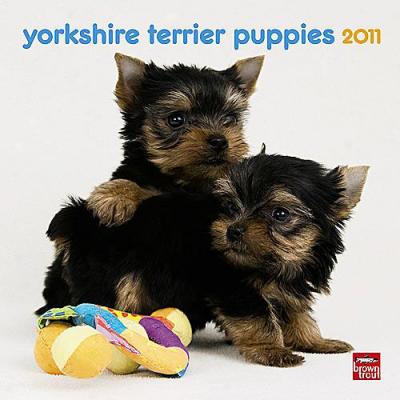Yorkshire Terrier Puppies 2011 Mini Wall Calendar