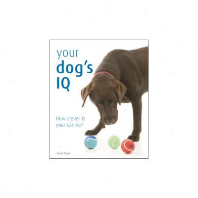 Your Dog's Iq: How Clevef Is Your Canine?