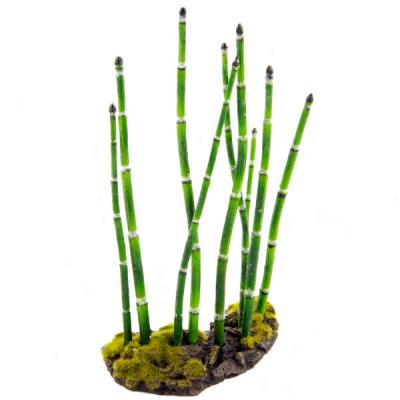 Zilla Horsetail Ruh Tropical Series Terrarium Plant