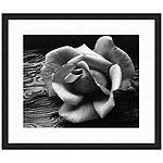 Ansel Adams Rose & Driftwood Framed Photo Print