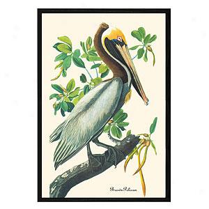 Audubon Brown Pelican Framed Print