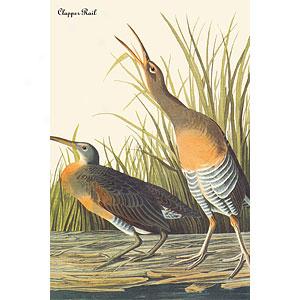 Audubon Clapper Rail Canvas Print