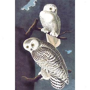 Audubon Snowy Owl Canvas Print