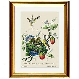 Birds & Fruit Bearing Convoivuls Framed Print