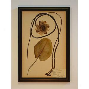 Entwined Lily Vines Framed Botanical Leaf Art
