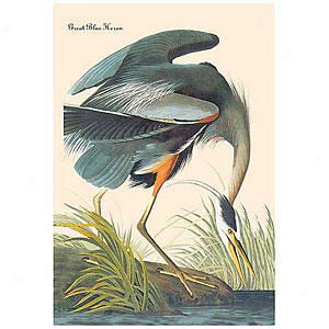 Great Blue Heron Audubon Canvas Print