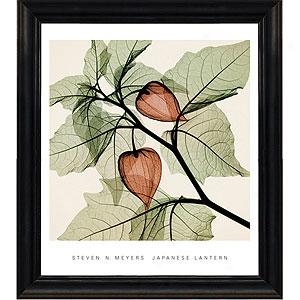 Japanese Lantern Framed Print