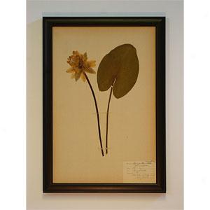 Lily & Lily Pad Framed Botanical Leaf Art