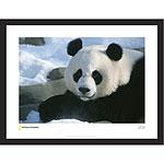 National Geographic Panda Bear Framed Print