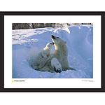 National Geographic Polar Bear Family Framed Print