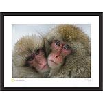 Public Geographic Snow Monkeys Framed Print