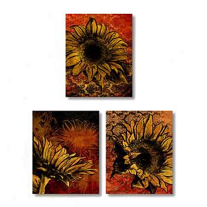 Sunflower 11x14 Set Of 3 Canvas Prints