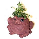 Toad Hollow Toad Planter - Coffee