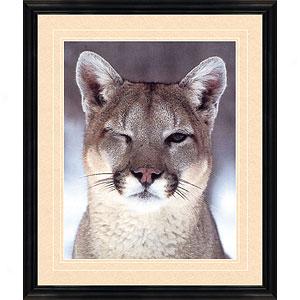 Winking Cougar Framed Print