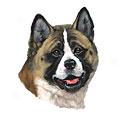 Akita Dog Breed Produc5s