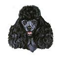 Black Poodle Dog Breed Products